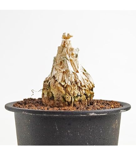 Amazon｜ギラウミニアナ 分岐 ユーフォルビア 塊根植物 多肉植物｜観葉