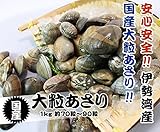 活あさり貝 国産　特大　1ｋｇ　約40粒〜60粒 [あさり貝]