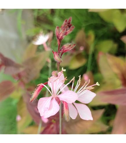 Amazon.co.jp: ガウラ（白蝶草） ホワイト＆ピンク 2色セット 3