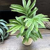 エバーフレッシュ 空気清浄の木 夜眠る 観葉植物 ガーデニング