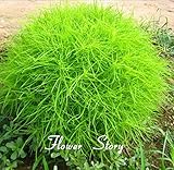 Kochia Scoparia Seeds Ornamental Plants Summer Cypress 98% Germination Rate Grass Seeds