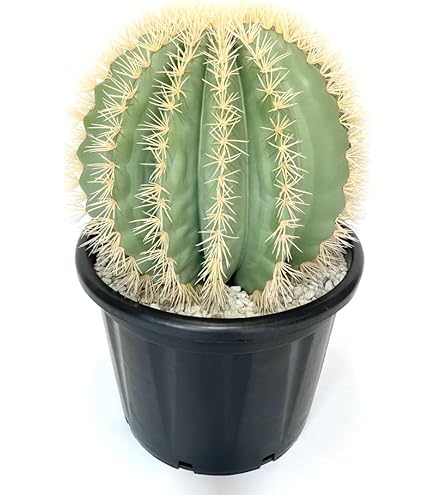 Amazon｜柱サボテン (3本柱) 高さ180cm P03971 本物のような質感