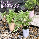 (観葉)シダ ミニミニトキワシノブ 1号(1鉢) 本州・四国限定[生体]