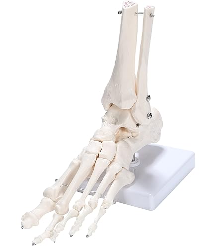 Amazon | 足の骨格模型 - 足の骨モデル，脛骨・腓骨付，ワイヤーつなぎ