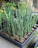 山野草:トクサ(砥草・木賊) 10.5cmポット3~5本立ち仮植え苗28ポットセット