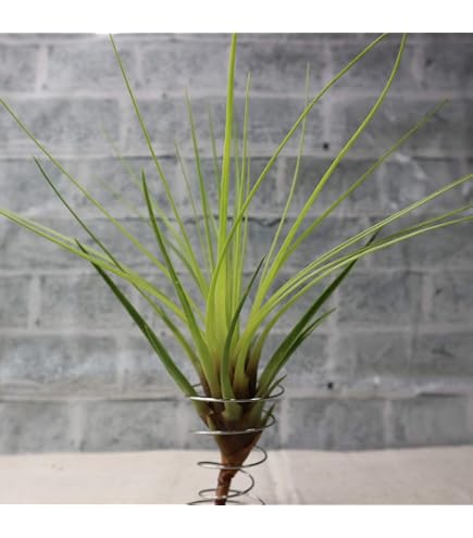 Amazon｜紅豆杉 樹皮(100g)｜観葉植物 オンライン通販