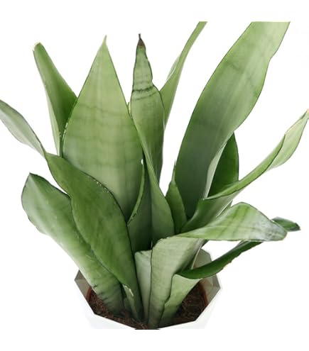 Amazon｜おしゃれ 観葉植物：サンスベリア ムーンシャイン