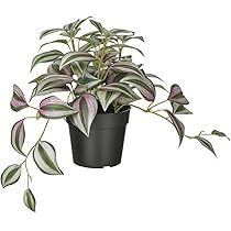 Amazon｜IKEA/イケア FEJKA/フェイカ：人工観葉植物20 cm