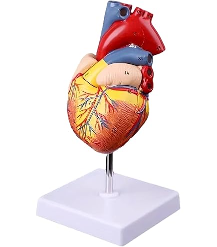 Amazon.co.jp: KIYOMARU 心臓模型 等身大 2パーツ分解 スタンダード