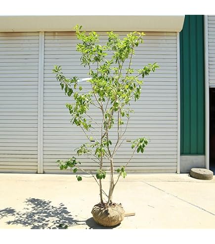 Amazon｜山採り養成。鉢植えソヨゴ。｜観葉植物 オンライン通販