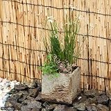 (ビオトープ/睡蓮)私の小さなビオトープ 益子焼 彩(SAI) 姫睡蓮鉢 角 粗目 白(説明書付) 沖縄不可 本州・四国限定[生体]