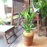 ドラセナ ジェレ 6号鉢サイズ 鉢植え 幸福の木 青年の木 ユッカ 薫る花 観葉植物 おしゃれ インテリアグリーン アジアンテイスト 小型 ミニ
