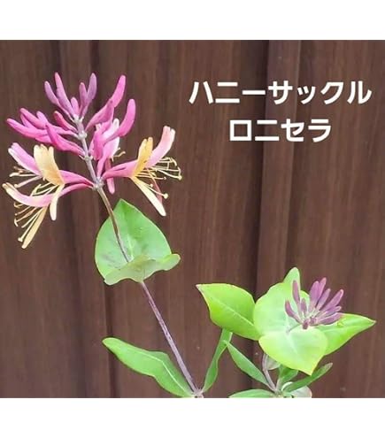 Amazon.co.jp: ハニーサックル苗?ゴールドフレーム甘い香りA : DIY