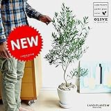 LAND PLANTS オリーブ 白色エッグポット