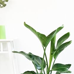 観葉植物 壁紙 スマポ 観葉植物 壁紙 スマポ