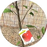 リンゴ 苗木 紅玉 12cmポット苗 こうぎょく りんご 苗 林檎
