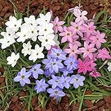 [秋植え球根]イフェイオン：ミックス（白・青・桃）10球入り 2袋セット ノーブランド品