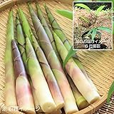 山菜苗:ネマガリタケ(根曲がり竹)[姫竹] 10.5cmポット苗28ポットセット【紫桜館山の花屋】