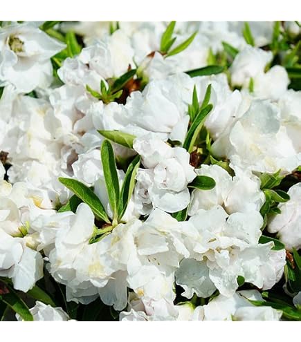 Amazon.co.jp: ツツジ 苗 シロヤシオツツジ 白八汐つつじ 白花 7号
