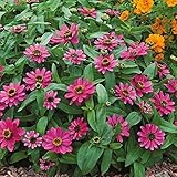 【輸入種子】Zinnia Lilac Rose ジニア（百日草）・ライラック・ローズ 花 Mr.Fothergill's Seeds