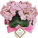 ケイコ　ピンク　大きい6号鉢　さかもと園芸　2015フラワーオブザイヤー　母の日　あじさい　アジサイ　紫陽花　花鉢植え　花　ギフト　プレゼント　贈答品