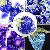free ship Balcony fruits strawberry seeds blue strawberry seed delicious fragaria ananassa seed - 40