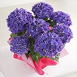 母の日 あじさい パープルビューティー 紫 鉢花 フラワーギフト プレゼント 鉢花 紫陽花 アジサイ