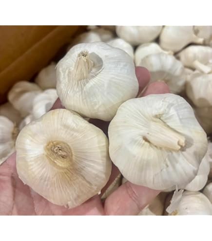 Amazon.co.jp: ニンニク 種球 ジャンボニンニク 種球 1kg / 国