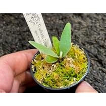 Amazon｜frog_yamato【willinckii yellow moon dwarf 】YMDS イエロー