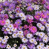 カラーズ：姫小菊Ｂミックス3.5号2株セット[ブラキカムのカラフルな3色植えポット苗] ノーブランド品