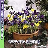 ◆ 【かわいいあやめ】 ミニアイリスMIX 【オランダからの花便り】【秋植え球根】