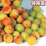国華園　果樹苗　ウメ　甲州小梅　1株