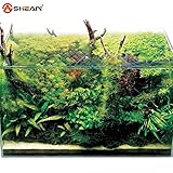 50個の種子/バッグ水族館草の種子水草ランダム水生植物草の種子屋内美化植物の種子