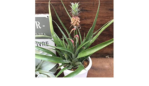 Amazon 花パイン 観葉植物 パイナップル 収獲 観葉植物 オンライン通販