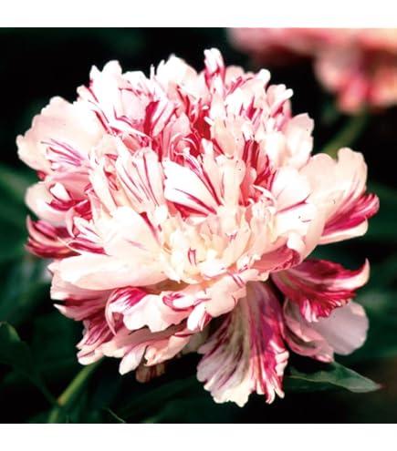 Amazon.co.jp: 抜き苗 ピオニー 芍薬 ラテンドール 大輪八重咲き 白に