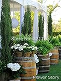 50 ITALIAN CYPRESS（カプレサス・センパーヴァイレンス）ツリー種子、家庭菜園の作付けに人気の耐寒盆栽種子!!