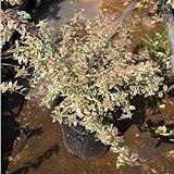 アベリア コンフェティ 5号ポット