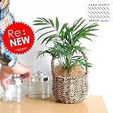 LAND PLANTS テーブルヤシ バスケットセット ヤシ