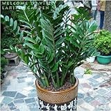 1 HERMETIC PACK 50 SEEDS ZAMIOCULCAS ZAMIIFOLIA MONEY TREE * MONEY COIN PLUSミステリアスGIFT LIKE SEEDS