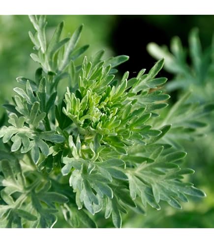 Amazon.co.jp: ヨモギの苗 20本 栃木県産 農薬不使用 : DIY・工具