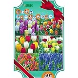 球根 ギフトボックス 50球入 揃い咲き セット チューリップ ムスカリ