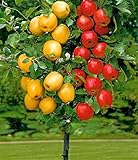 Dwarf bonsai apple tree 20 Seeds Pick Delicious Fruits In Your Backyard Easy -growing Bonsai Fruit