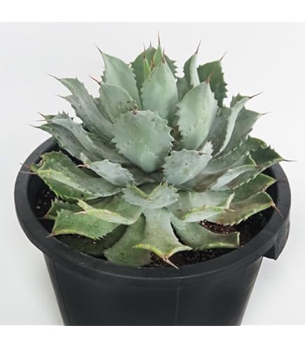 Amazon｜アガベ：アメリカーナ メディオピクタ オーレア 3.5号ポット