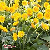 宿根ガーデン ガーベラ ガルビネア【サニー】１株　１株植えれば十分！開花期間も長く毎年簡単に楽しめます！