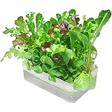 リビングファーム ミニ水耕菜園キットBM ベビーレタス・ミックス クリア 22×15×6cm 土を使わず、お水と液体肥料で育てる水耕栽培キット LFS-329
