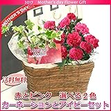 母の日 カーネーションとアイビーセット 選べる2色の花色 濃厚ショコラバウム【東京しょこりん】付 【送料無料】 (ピンク)