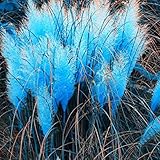 パンパスグラスオーナメント　草　花の種子ホームガーデン鉢植え植物かわいい新花 フラワー種子　ハーブ　コルデリア・セロワナ 500PCS/セット (ブルー)