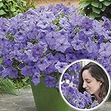 国華園　花苗　ペチュニア　ブルームーン　3株【※発送が国華園からの場合のみ正規品です】