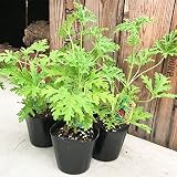蚊逃草 虫よけ かにげそう 天然蚊よけ ４鉢セット ４株 ローズゼラニウム ゼラニウム