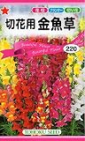 トーホク 切花用 金魚草